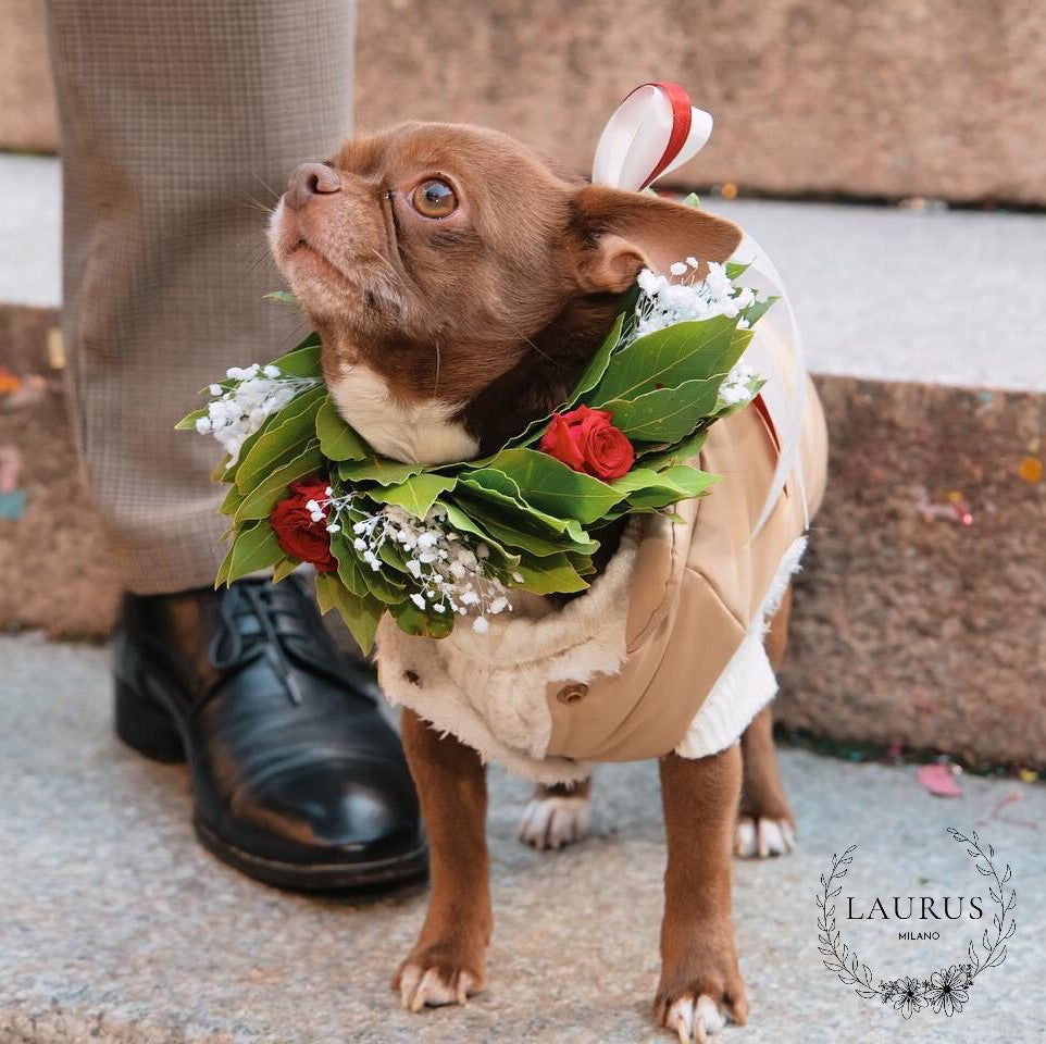 Corona d'Alloro - Coroncina per Cagnolino Cane