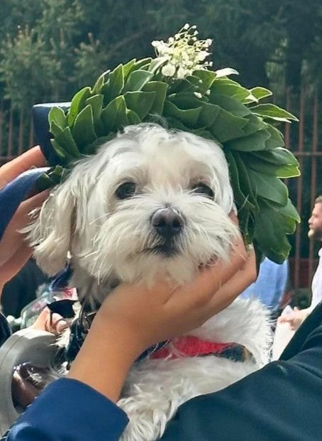 Corona d'Alloro - Coroncina per Cagnolino Cane